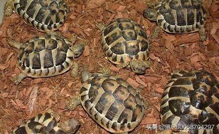 赫曼陆龟只养一只他会孤单吗？还是买一对好,第3张