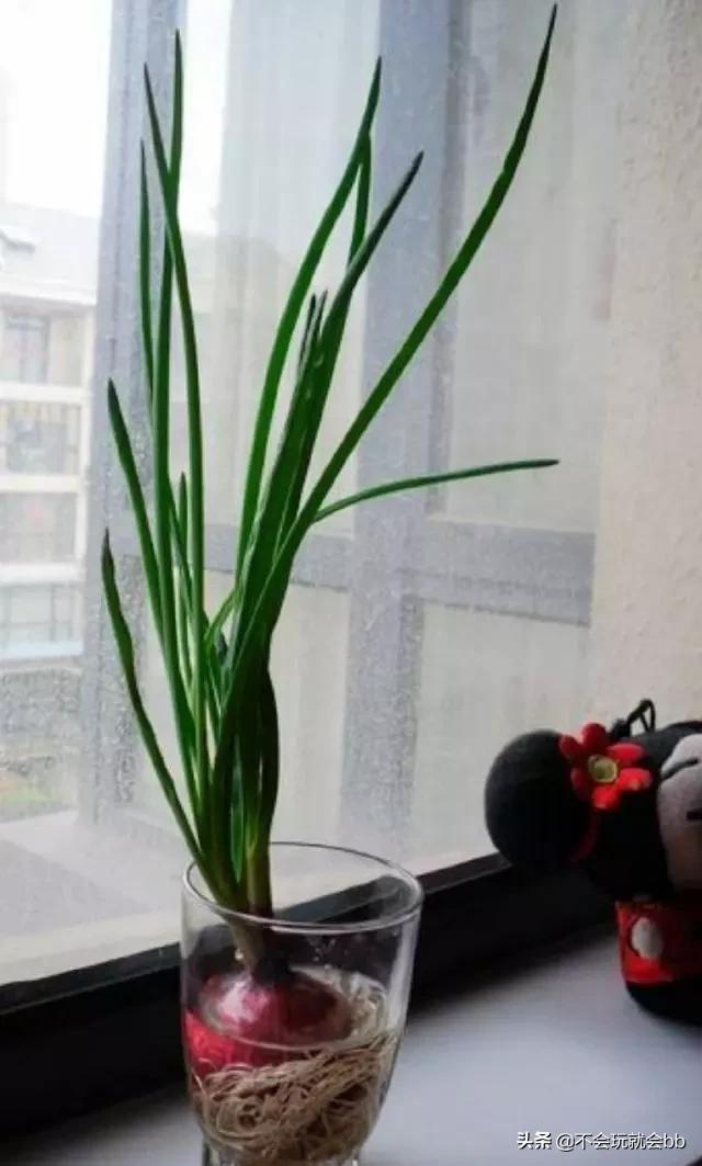 阳台蒜苗种植方法,阳台蒜苗种植方法视频