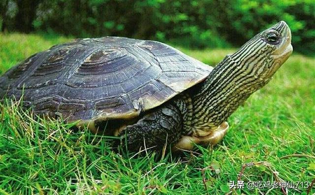 壽命較長的寵物?壽命較長的寵物龜!