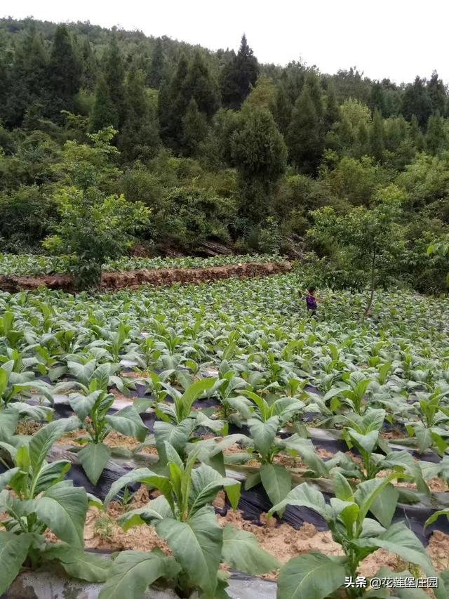 白不拉几的芒果好吃，白不拉几的芒果好吃吗