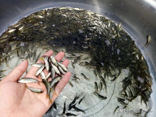淡水养殖什么最赚钱? 养殖淡水鱼亩产利润多少？