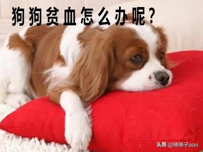 怎么改善狗狗贫血问题(图1)