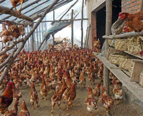 颗粒饲料机使用教程视频大全 家庭养鸡怎么养？