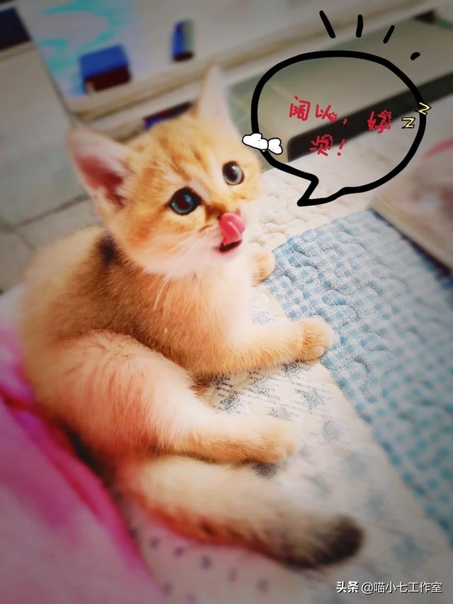 如果不喂猫粮，可以给猫猫做点什么吃