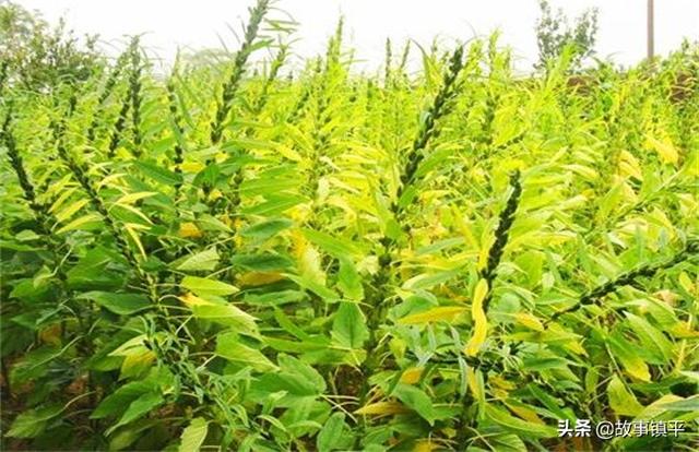 新野县蔬菜种植基地，新野县蔬菜种植基地的优越条件