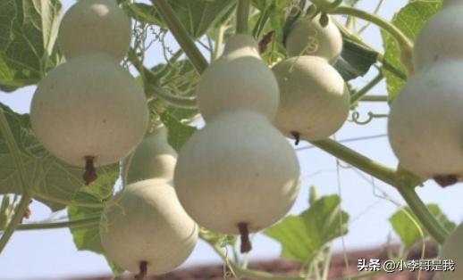 葫芦的种植方法，葫芦的种植方法和技术