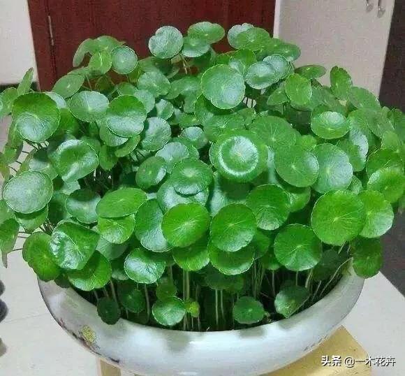 休闲花园睡眠植物怎么种植,休闲花园景观设计效果图