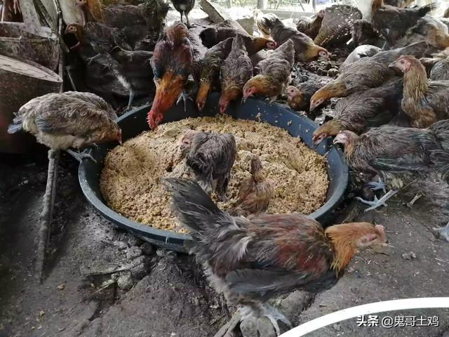 常用饲料药物配伍禁忌-常用饲料药物配伍禁忌有哪些