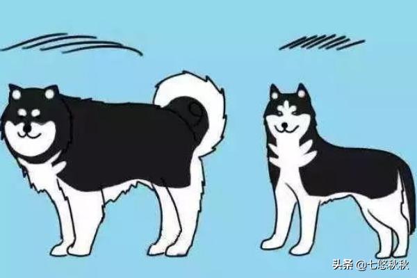 哈士奇和阿拉斯加有什么区别,第1张
