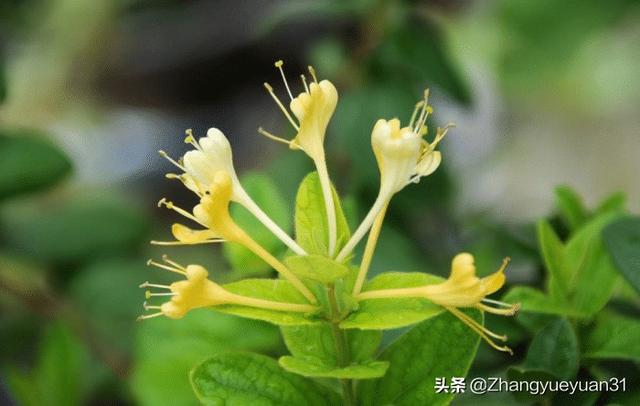 高山菜做法家常做法大全(图16)