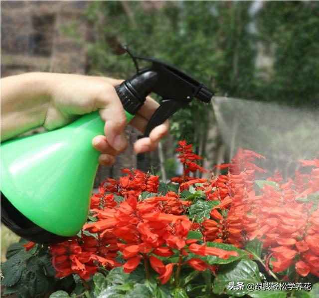 苗木夏季浇水应选择进行效果最好 种植的土壤是