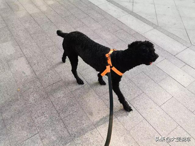 出遠門寵物怎么辦?要出遠門寵物怎么辦!