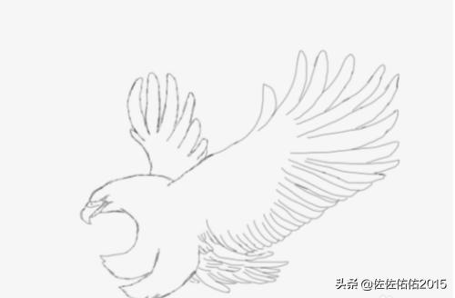 老鹰的素描图片 真鹰图片大全大图