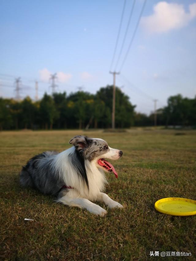 邊境牧羊犬圖片?金邊邊境牧羊犬圖片!