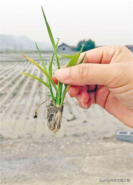 明天武都的天气预报15天（种植水稻首先要考虑自然条件是什么？）