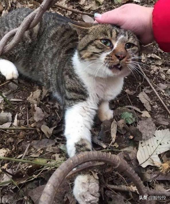 狸花猫为什么喜欢晚上跑出去？：我与狸猫不出门