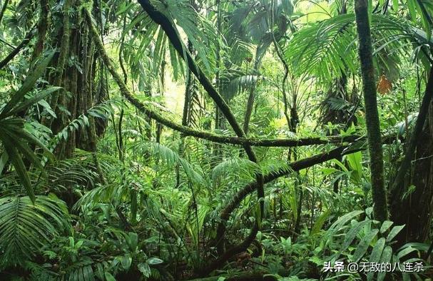 保护雨林的英语名言 - 句子网