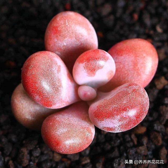 你家有那么多肉怎么吃(图13)