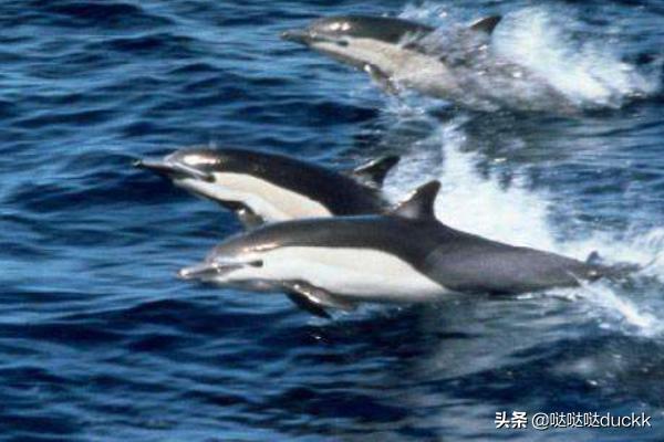 白鳍豚_白鳍豚属于什么动物