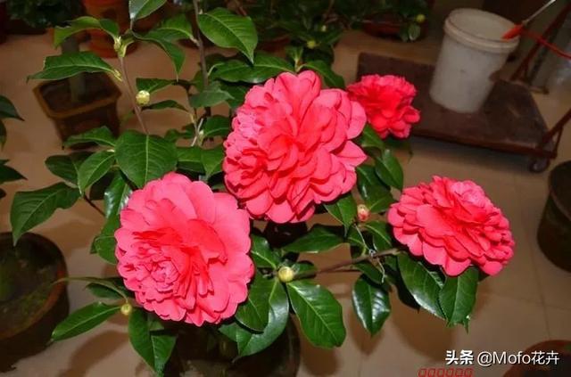 mofo花卉是什么品种? mo flowers!