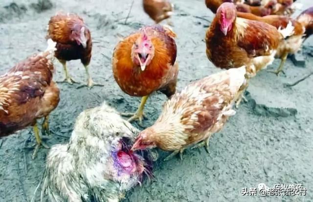 山林放养土鸡饲料成本-山林放养土鸡饲料成本多少