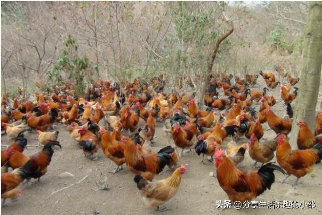 家禽养殖户怎样定位每个家禽的位置呢 养殖鸡的话一般找什么样的地方销售比较好呢？
