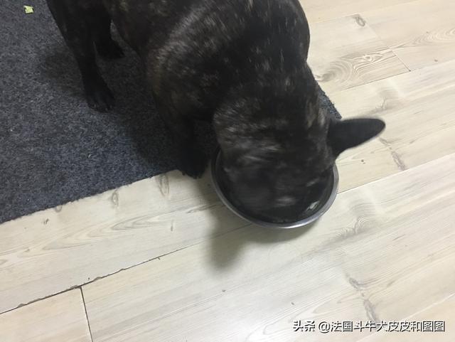 到底哪些属于烈性犬，遇到烈性犬应该如何应对呢