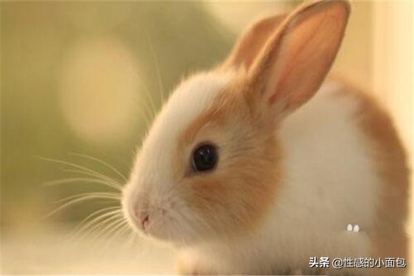 刚出生小兔子被母亲抛弃怎么办,第6张