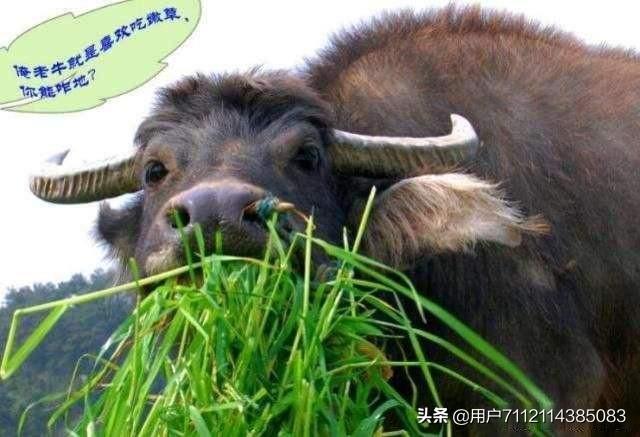 男人为什么喜欢年龄小的女人(图1)