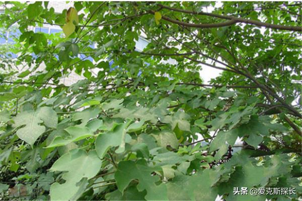 园林树木常见的树形