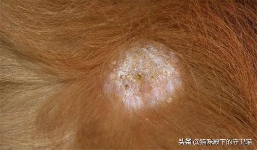 我家金毛身上长癣了！刚生完小狗，主要分布在