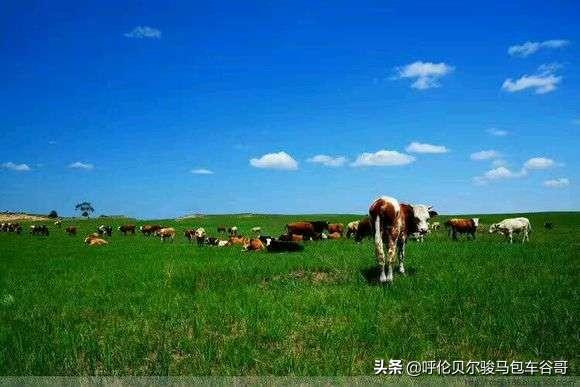 草原旅游去哪里好-草原旅游去哪里好 草原旅游胜地