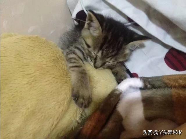 为什么我家猫咪小的时候好可爱、长大了就不漂亮了呢,第8张