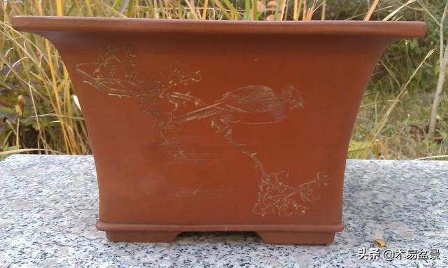 黑松造型初期怎么做(图1)