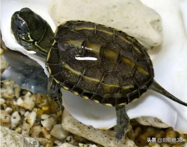養什么寵物最干凈?家里適合養什么寵物最干凈!