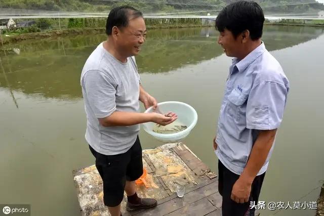台湾泥鳅饲料会降价吗-台湾泥鳅饲料会降价吗知乎