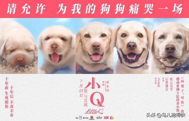 除了《犬王》和《一条狗的使命》，还有哪些关于狗的电影比较好看感人