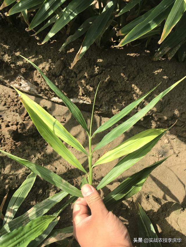 露天阳台种植蔬果大棚,露天阳台种植蔬果大棚好吗