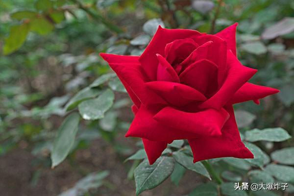 花束图片?花束图片大全鲜花真实!