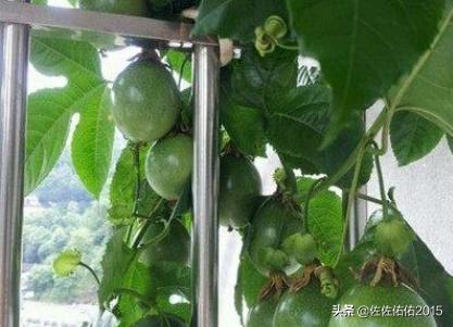 百香果阳台种植方法图,百香果阳台种植方法图百度百科