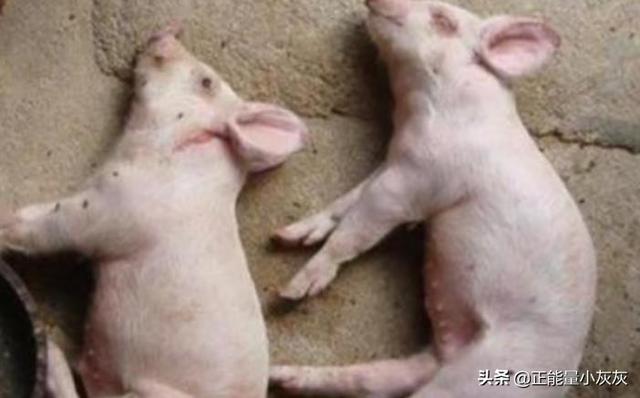 猪来了 猪来了最新版下载-第1张图片-随然AIR主题