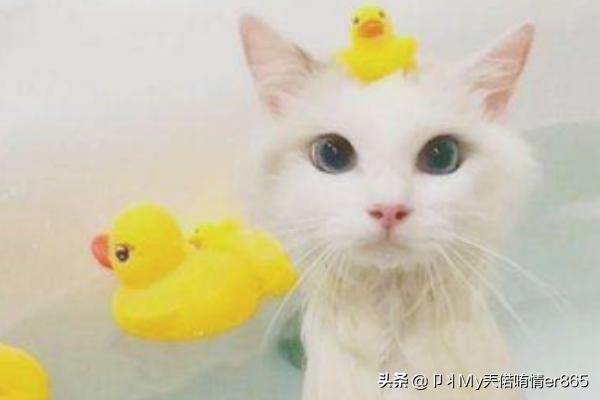 猫咪洗澡可以用人类的洗发水、沐浴乳吗,第11张