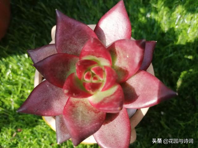 阳台种植的花,阳台种植的花卉