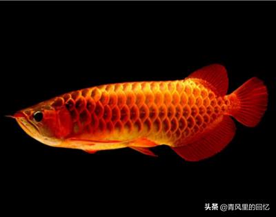 红龙鱼图片?金龙鱼图片高清大图!