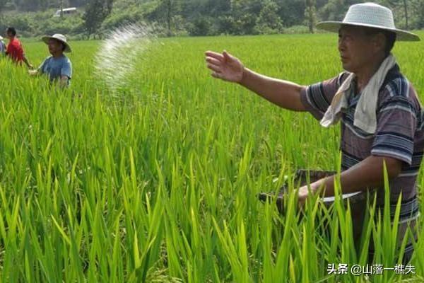 早熟苹果园种植视频,早熟苹果园种植视频教程