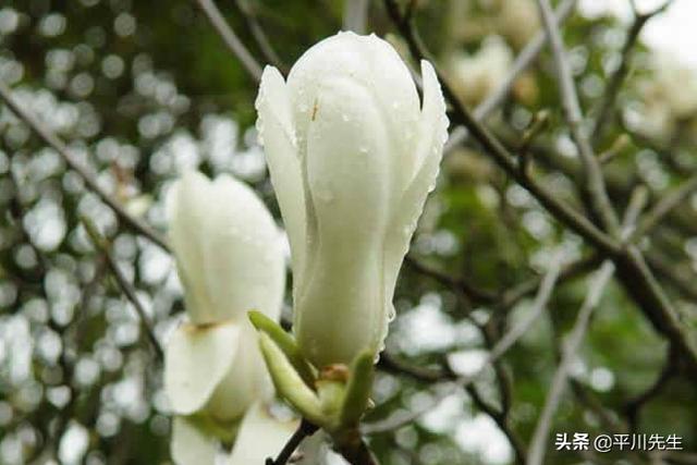 最美的花排名第一名 树木图片