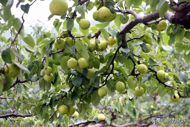 养殖场项目可行性报告范文 梨园果树下可以养殖或者种植什么来增加空间的利用，增加收入？