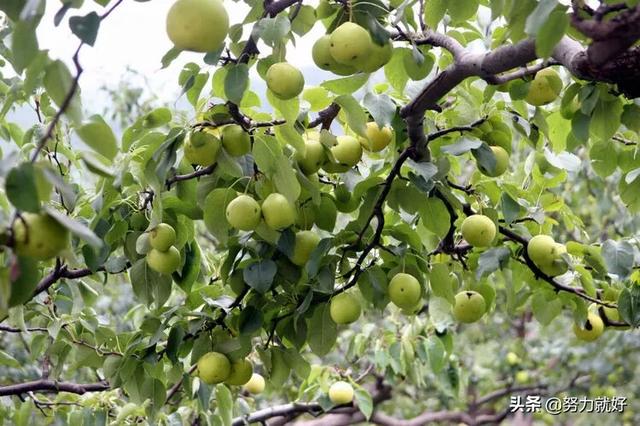 果园下种植什么好养活,果园下种植什么好养活呢