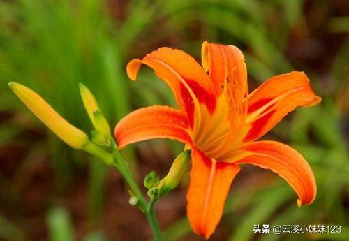 忘忧草花语忘忧草花语和寓意