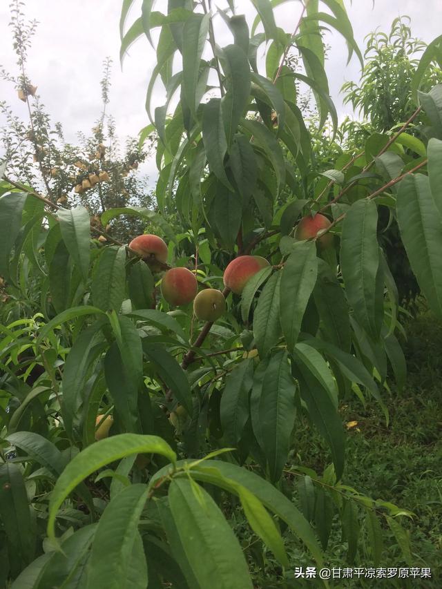 苗木种植土球直径怎么计算 施肥量